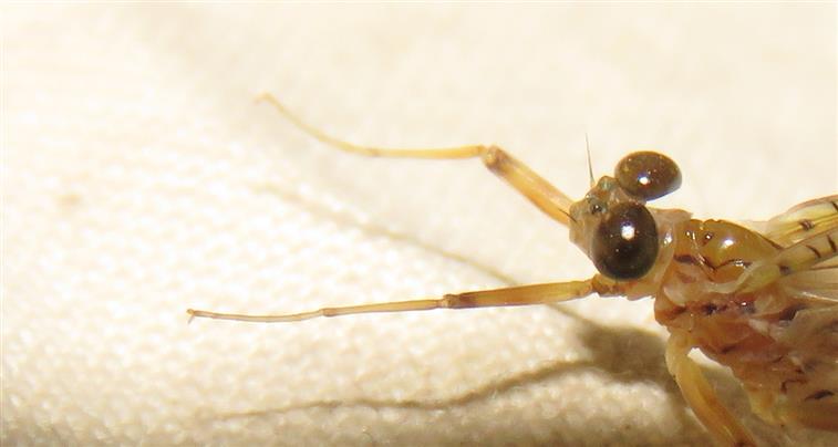 Heptageniidae: Ecdyonurus sp.